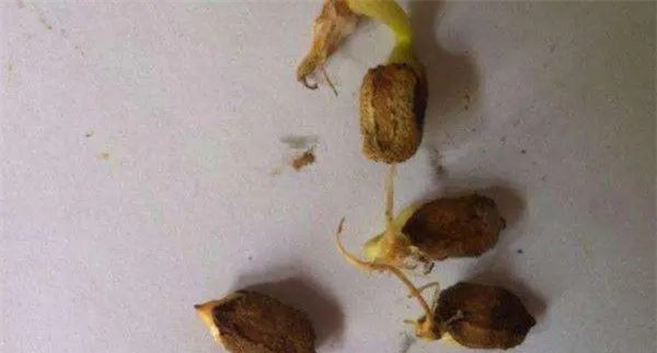 苦瓜发芽慢怎么办?