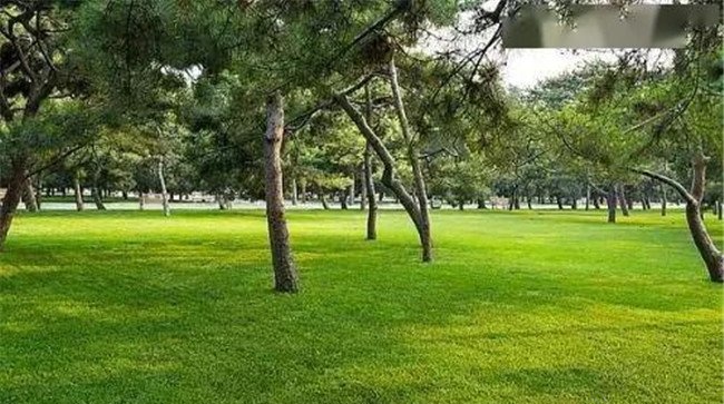 什么是适地适树