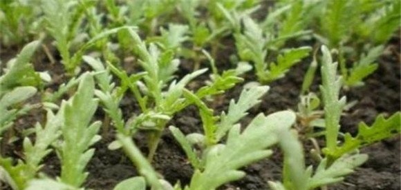 种植茼蒿的整地要求