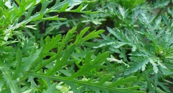 茼蒿种植方法
