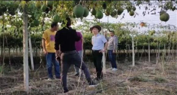 瓜蒌的种植方法及其主要步骤