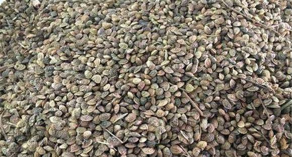 红豆草播种量如何掌握
