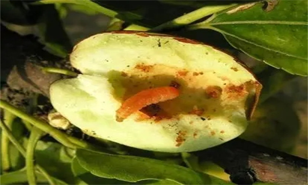 苹小食心虫有何为害特点