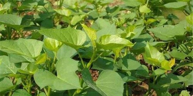 山芋育苗与种植技术要点