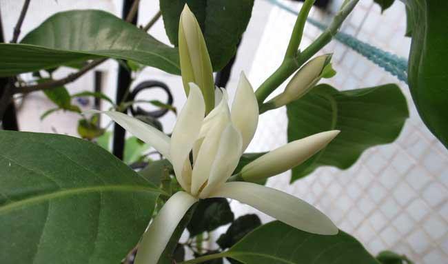 白兰花怎么养