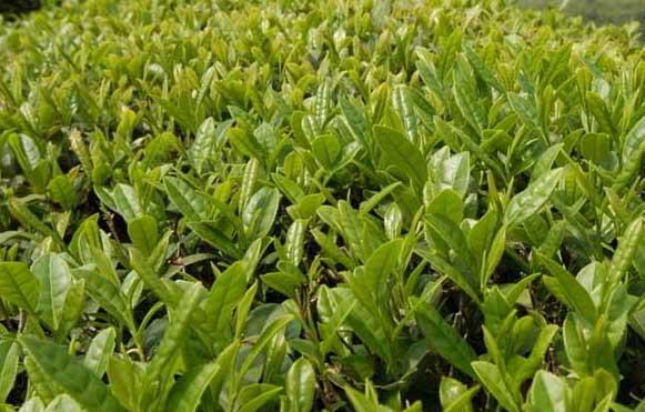茶园种植技术