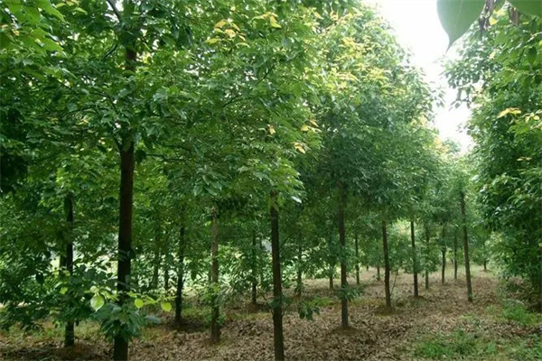 香樟树虫害主要有哪些