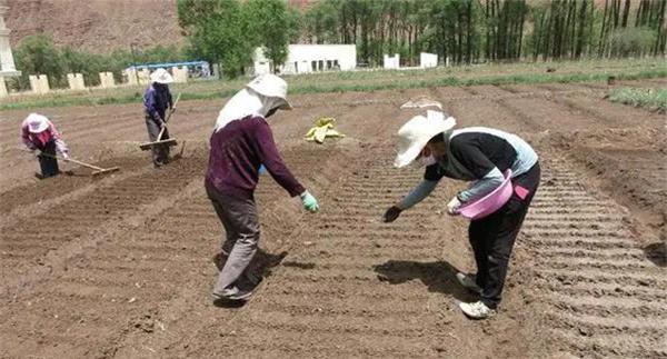 怎样用小拱棚种植芹菜