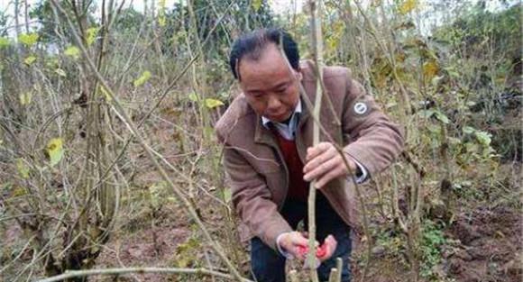 桑树的修剪技术要点