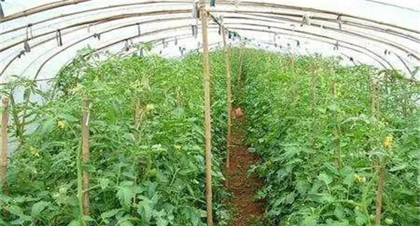 秋季延迟栽培番茄高产栽培技术要点