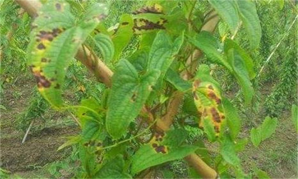 山药烂种死苗是什么原因造成的
