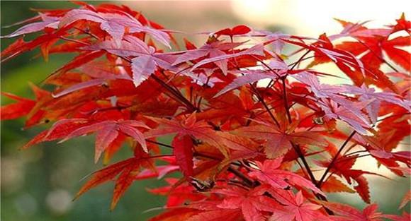 美国红枫种植方法