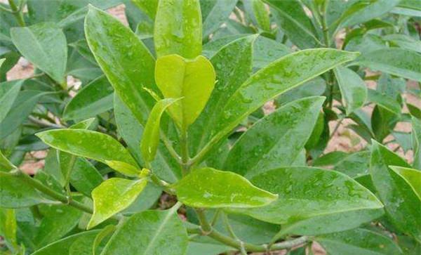 非洲茉莉的观赏特征