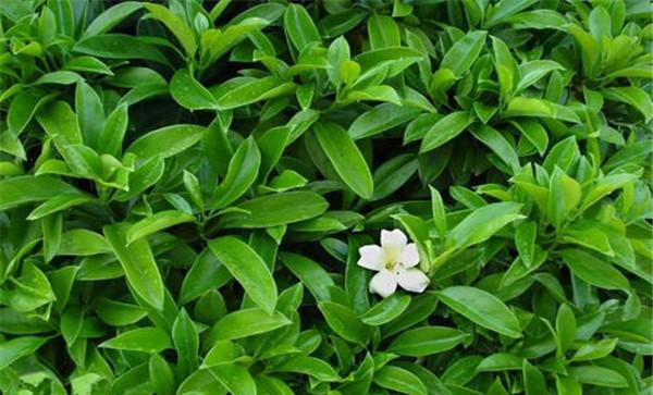 非洲茉莉的生态习性