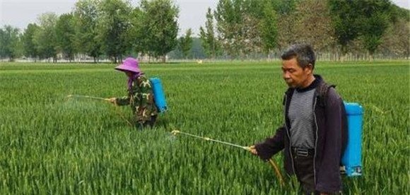 小麦灌浆期的管理措施