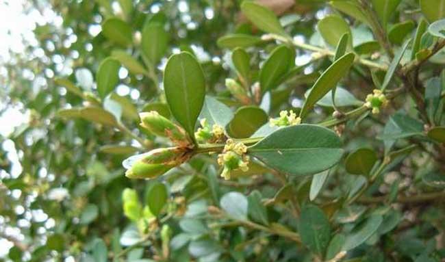小叶黄杨种植技术