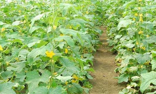 黄瓜定植后管理