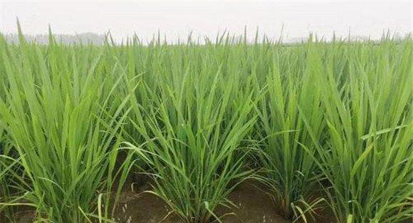 直播稻苗期水浆管理技术