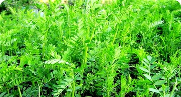 沙打旺的播种（栽培）方法