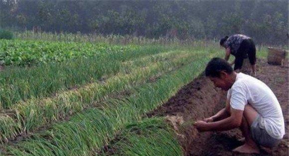 大葱定植时间是什么时候
