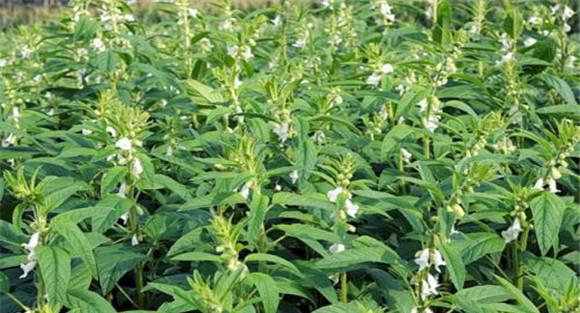 芝麻倒伏的防止措施