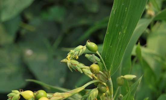 中药材种植技术