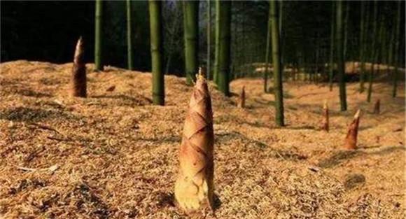 竹笋的栽培方法与技术要点