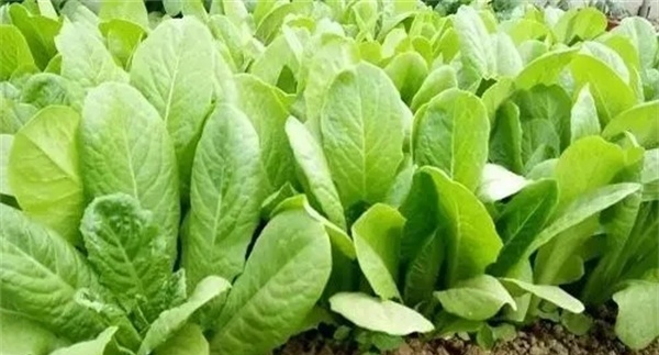叶菜类蔬菜施肥要注意什么