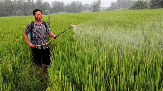 水稻喷施磷酸二氢钾的时间、喷施量和注意事项
