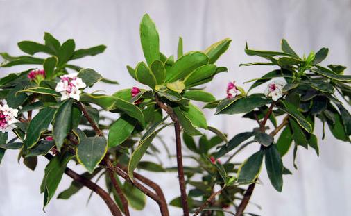 瑞香花的养殖方法