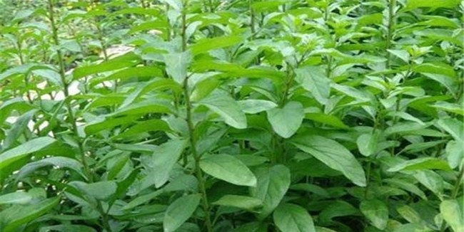菜用枸杞种植环境要求及病害防治技术要点