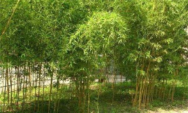 孝顺竹是什么样的竹子