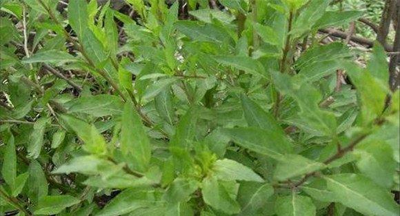 菜用枸杞年亩产量多少