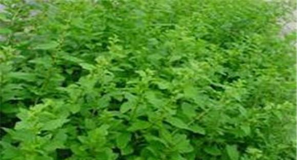 菜用枸杞种植技术要点