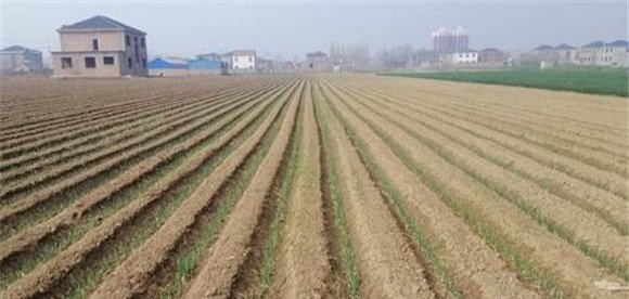 大葱育苗如何整地与施肥