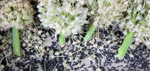 大葱育苗方法和时间温度如何掌握