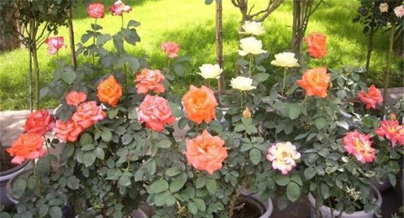 月季花的养殖