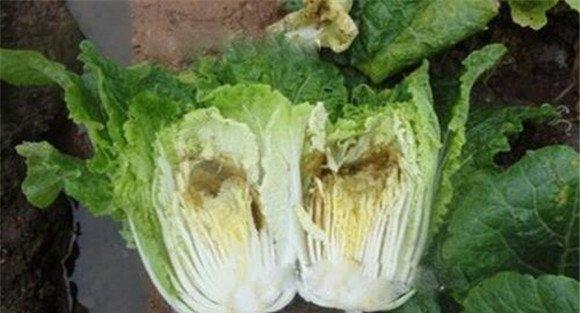 大白菜干烧心病症状表现