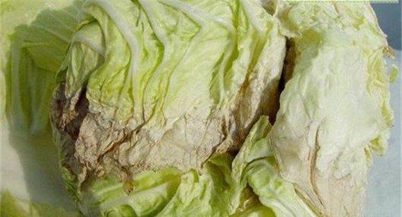 大白菜干烧心是什么原因