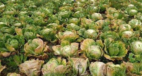 白菜干烧心病怎么防治