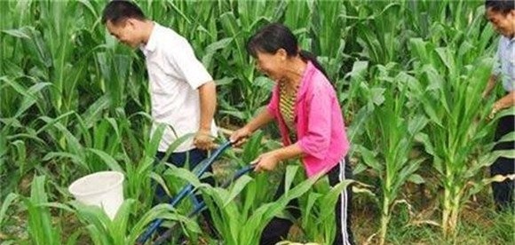 提高玉米穗粒数的主要措施有哪些