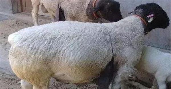 怀孕母羊的饲养管理措施