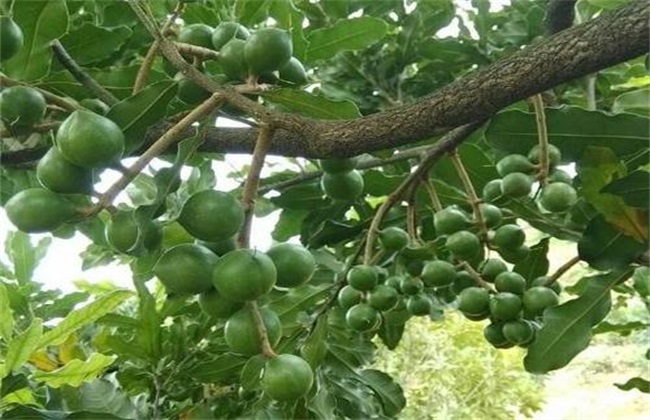 夏威夷果图片