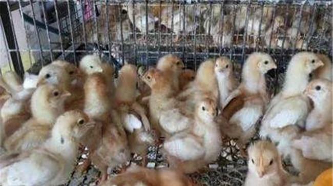 蛋鸡断喙注意事项