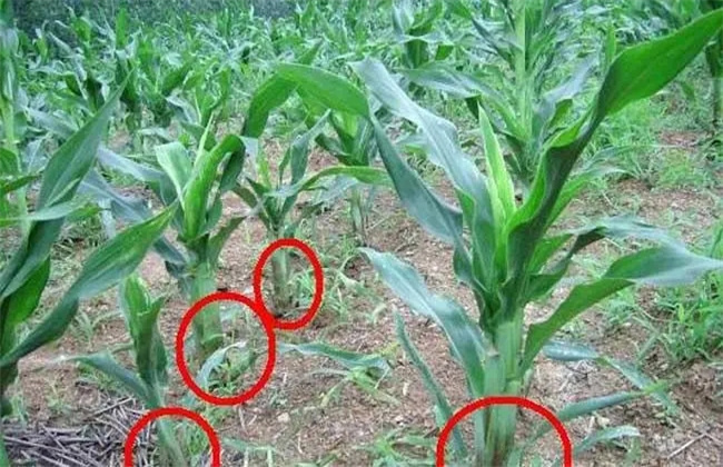 玉米粗缩病的症状与防治措施是什么