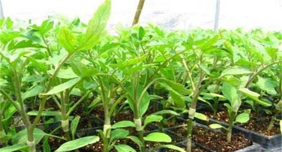 茄子嫁接育苗技术要点