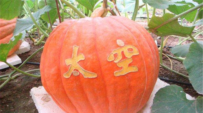 航天育种能让作物发生哪些改变