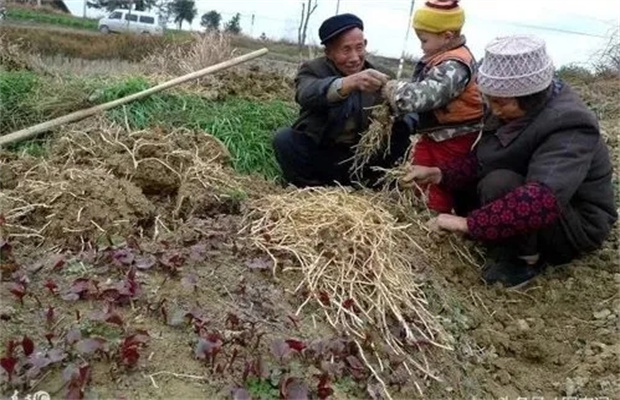鱼腥草的采收方法
