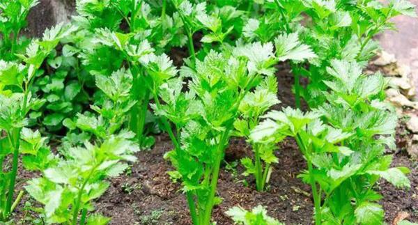 秋延迟生产香芹