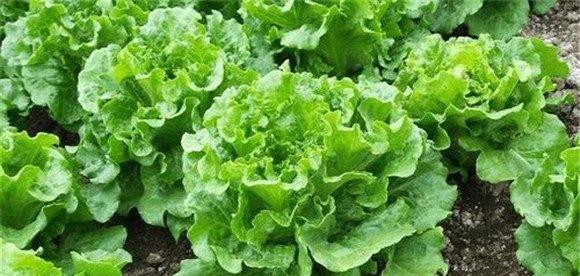 生菜种类有哪些
